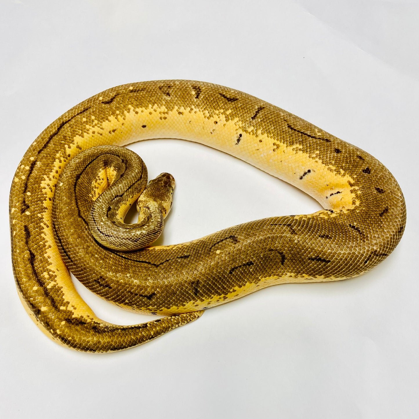Adult Lemonblast X-treme Enchi Ball Python- Male