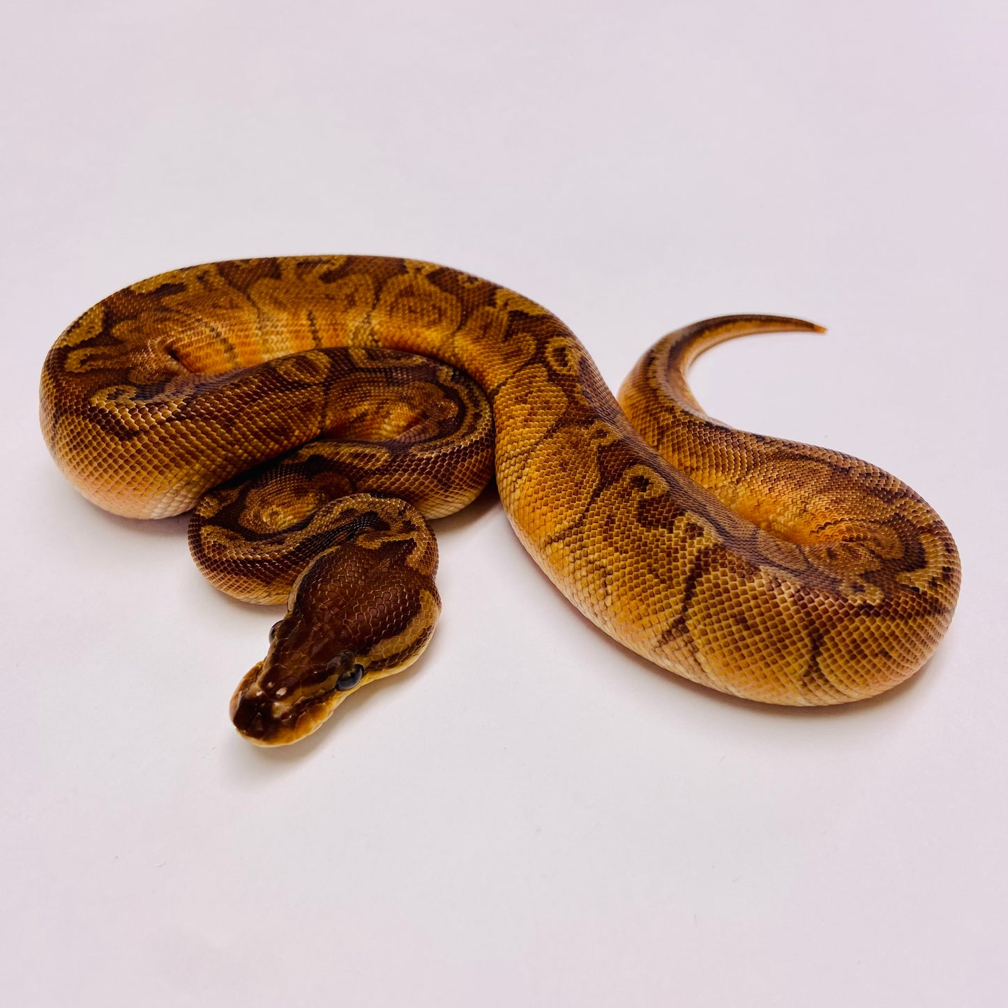 Sunset Ball Python - Female #2023F03