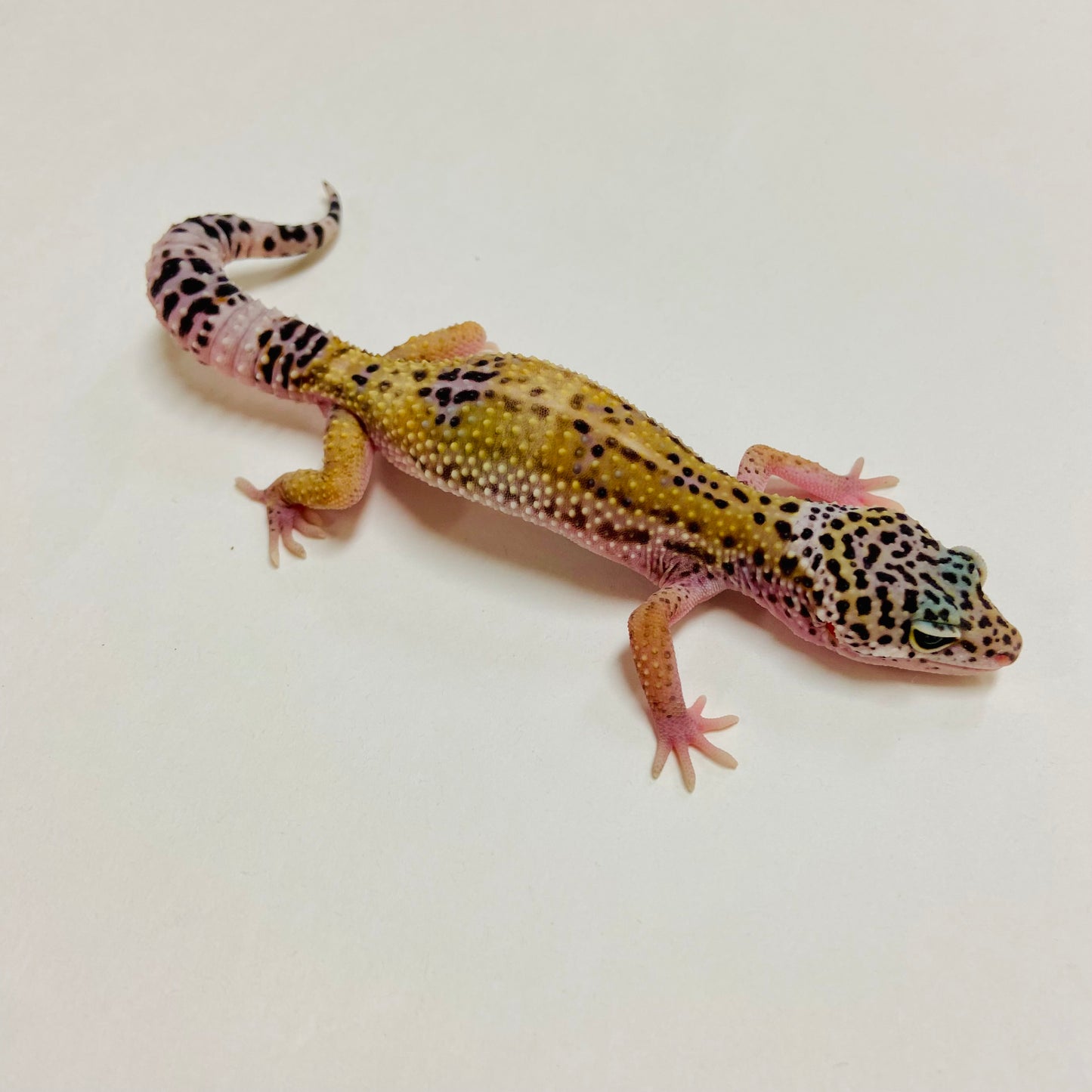 Dark Mack Snow Eclipse Leopard Gecko Female A-B4-72924-1