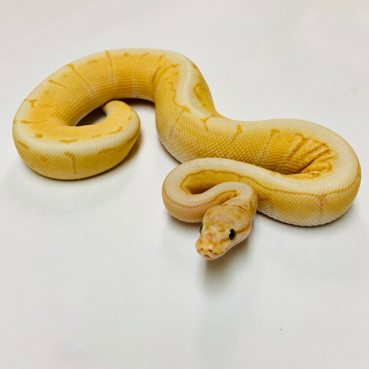 Banana Spinner Mojave Ball Python- Male #2023M01