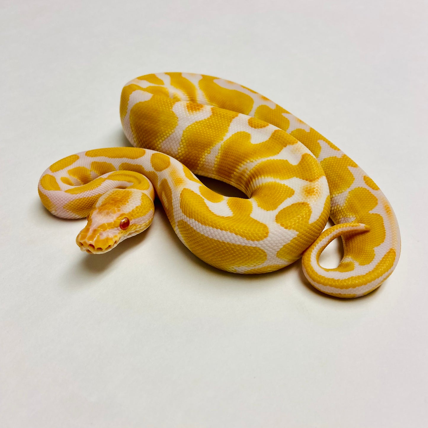 Albino Het Clown Ball Python- Female #2023F03