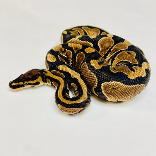 Het Pied Ball Python- Female #2023F02