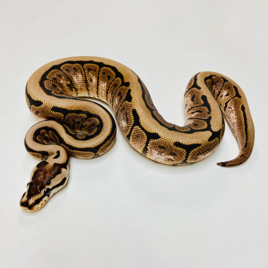 Lesser Spinner Ball Python- Female #2023F01