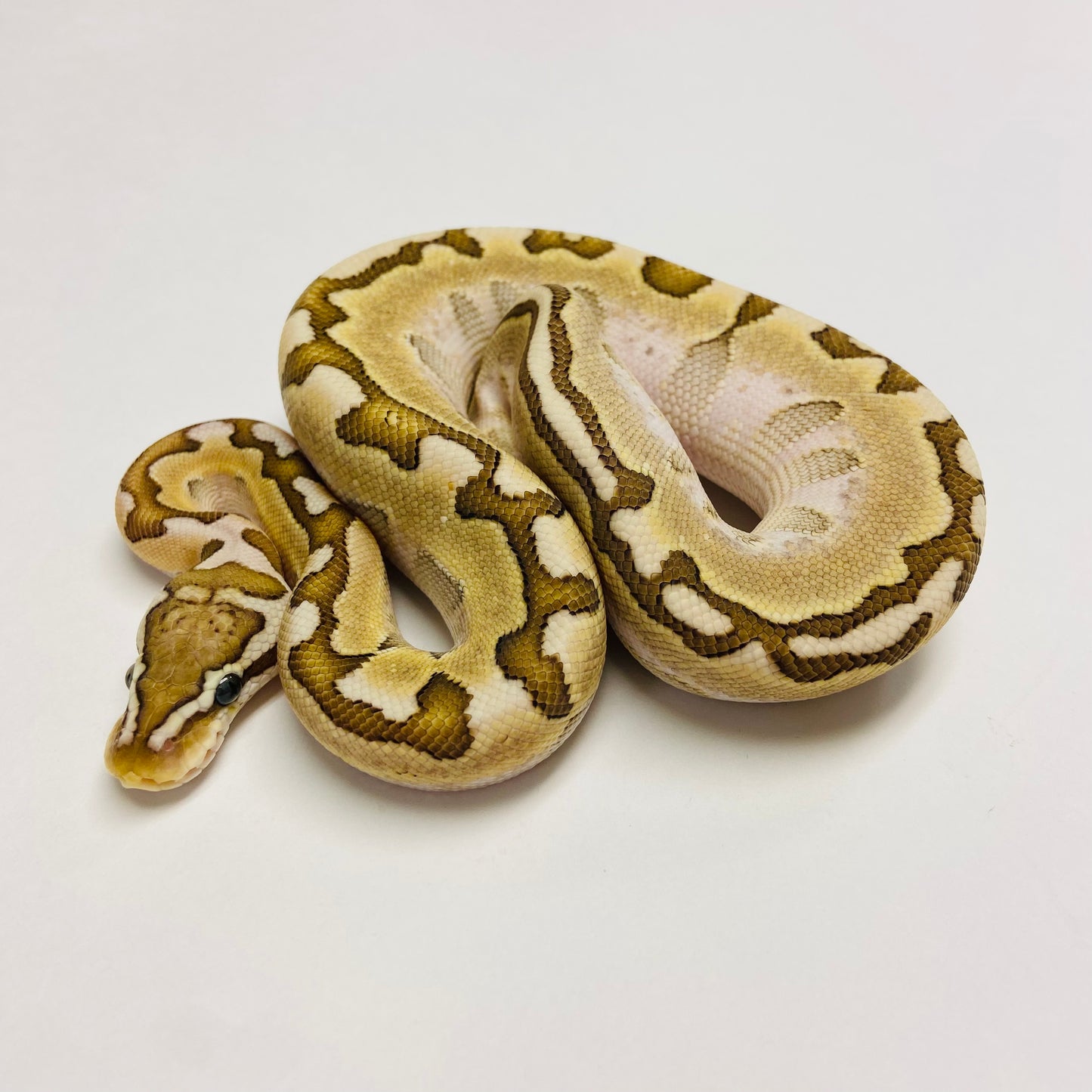 Vanilla Bamboo Ball Python Male - #2023M01