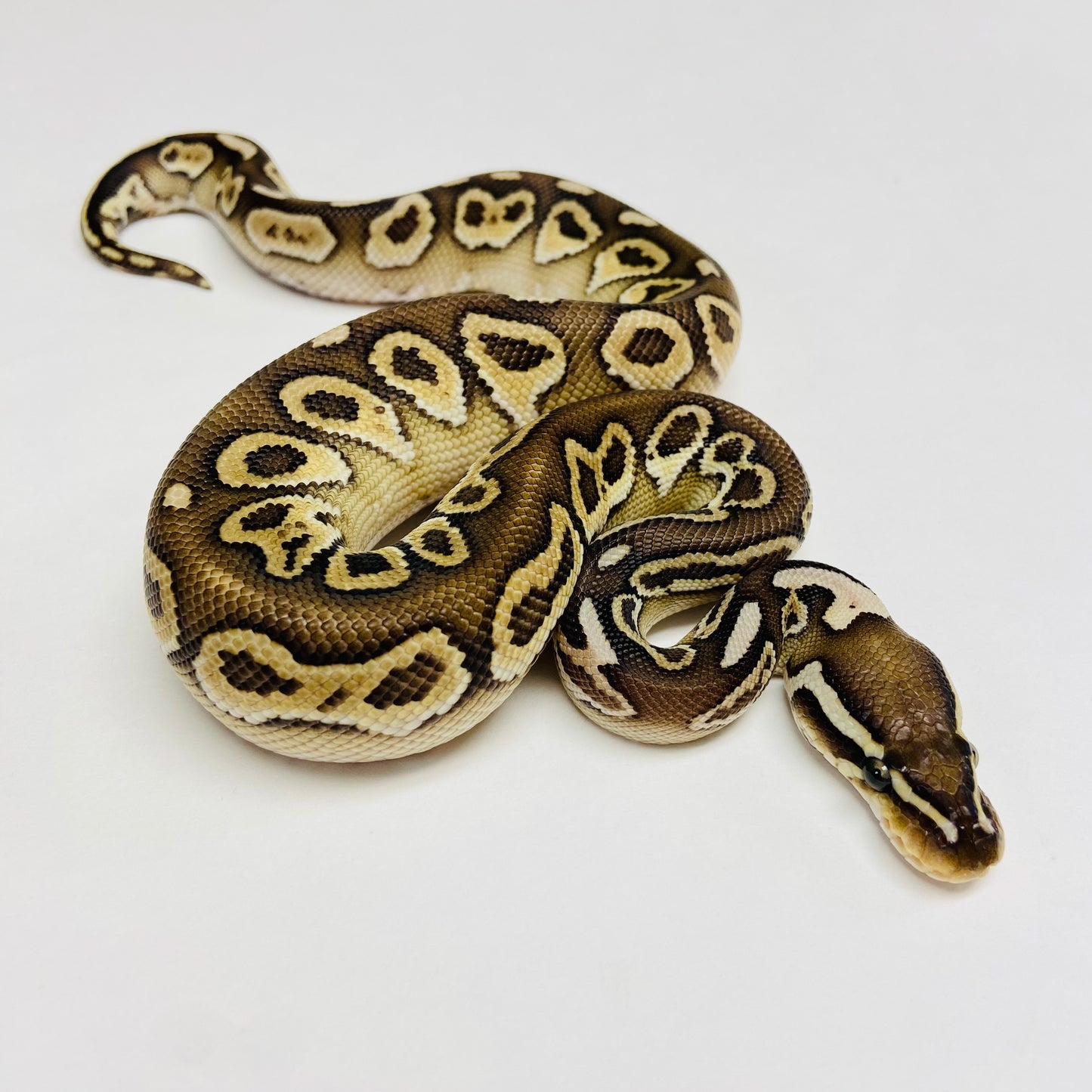 Lori Lesser Ball Python- Male #2023M01