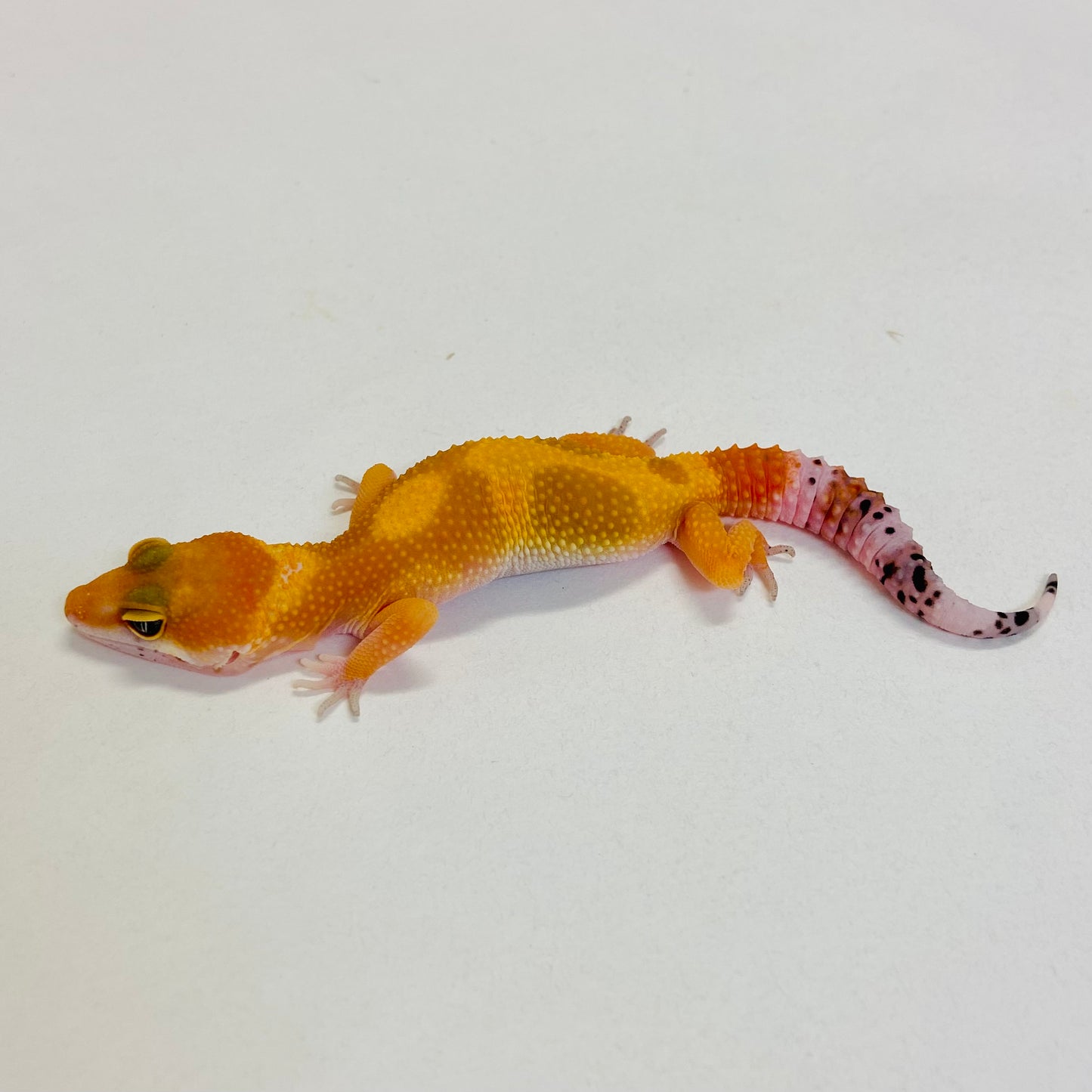 Super Hypo Tangerine Carrot Tail Baldy Leopard Gecko Pos Female #C-B3-52723-1