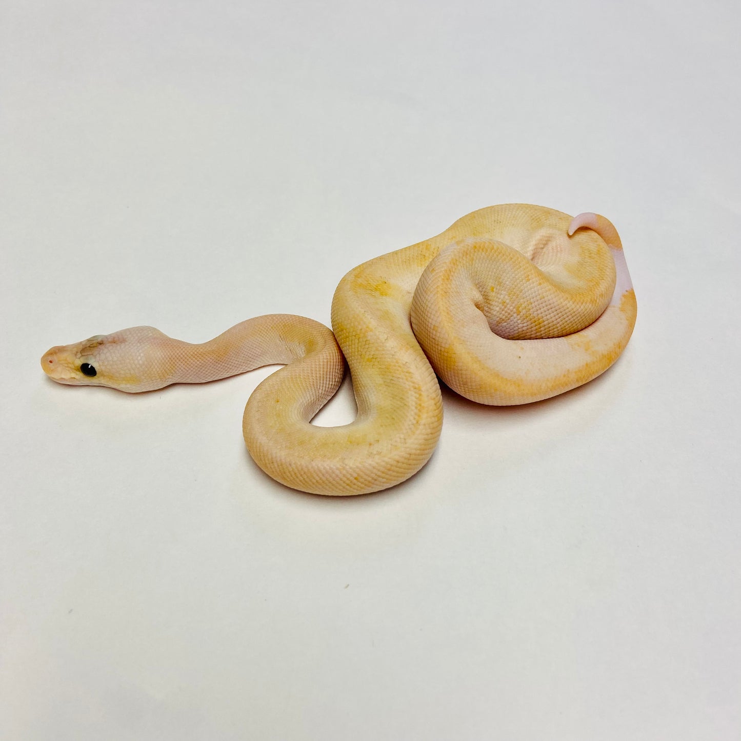 Pastel Fire Champagne Ball Python-Male #2023M01