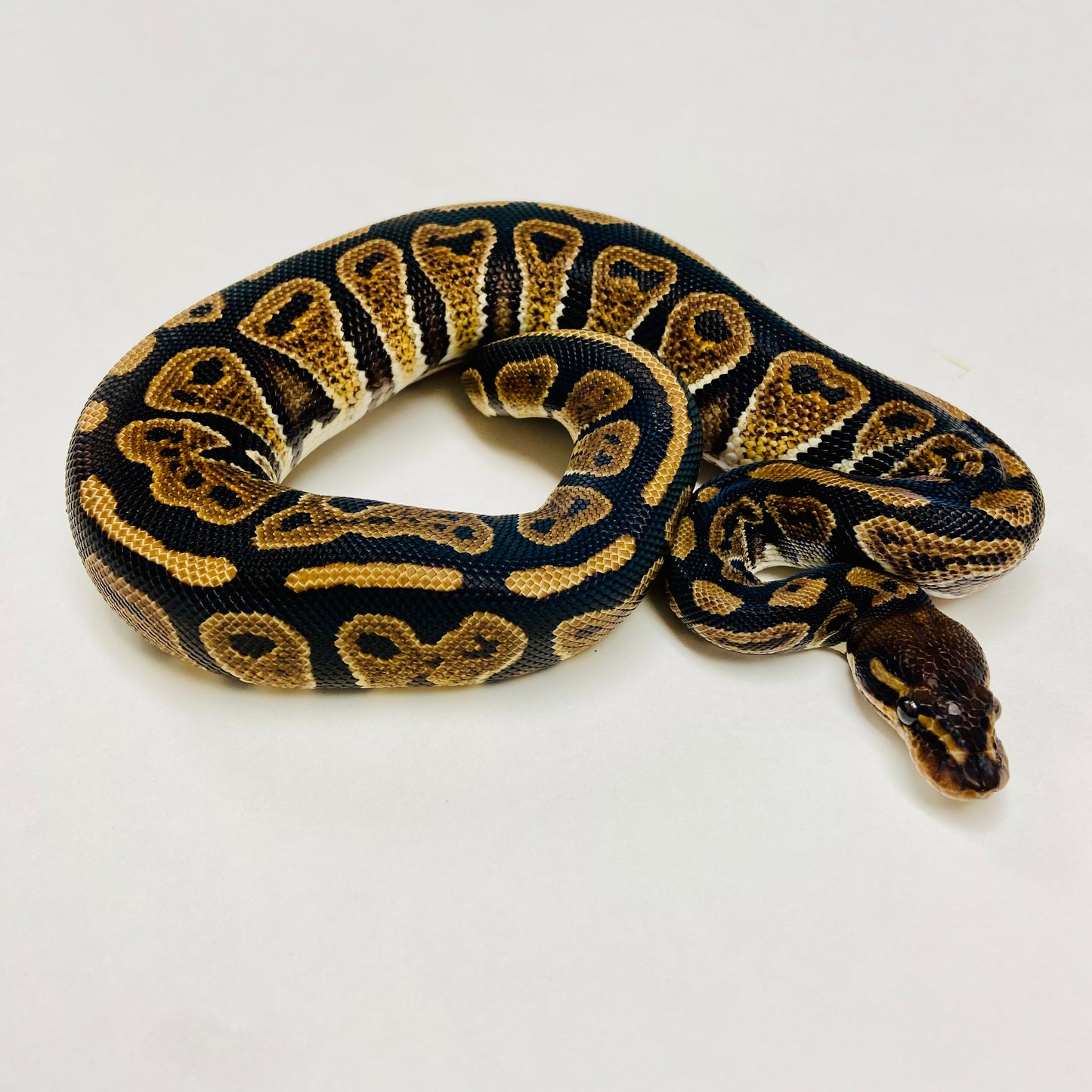 Mahogany Ball Python- Male #2023M02