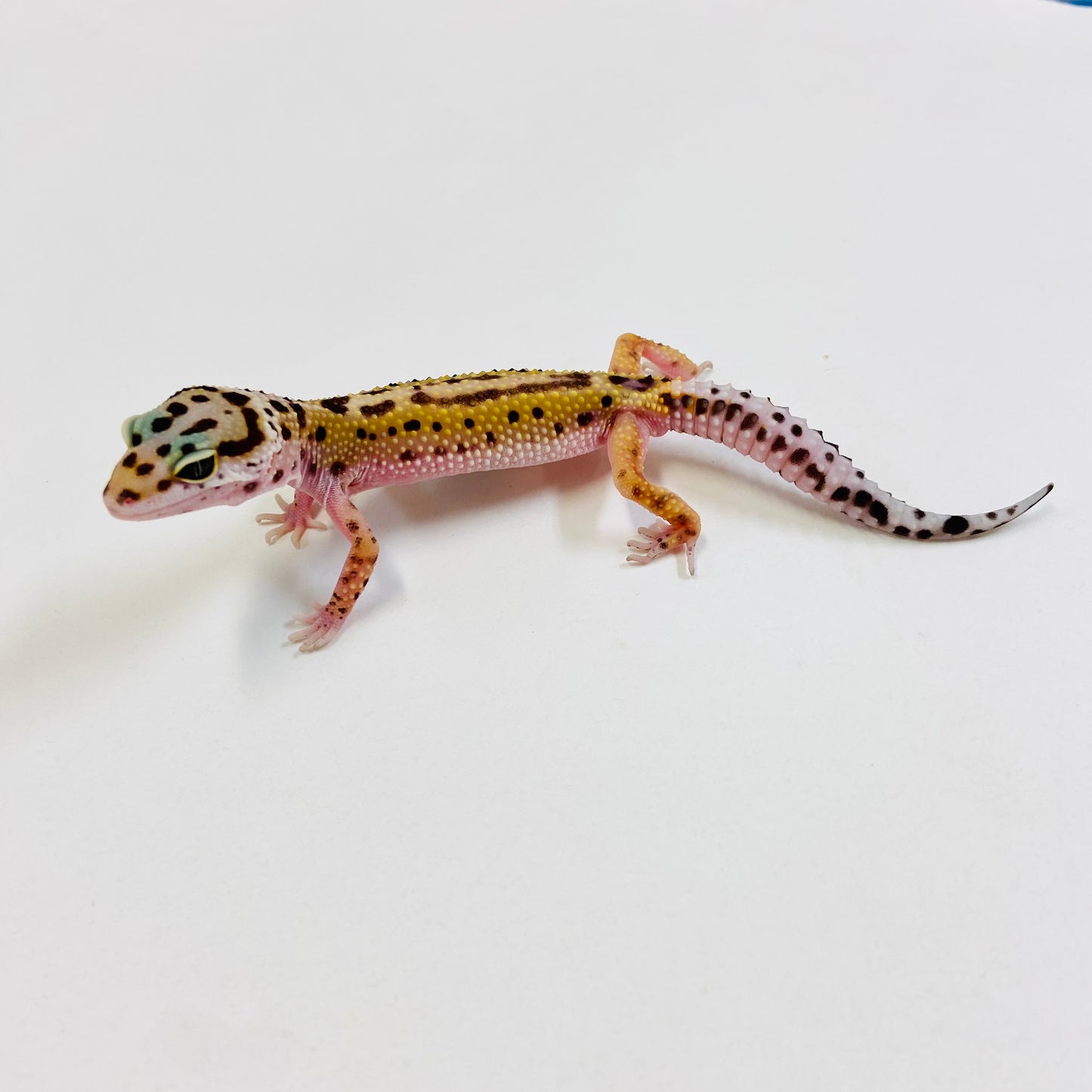 Dark Bandit Mack Snow Reverse Stripe Leopard Gecko Male #B-C3-52423-1