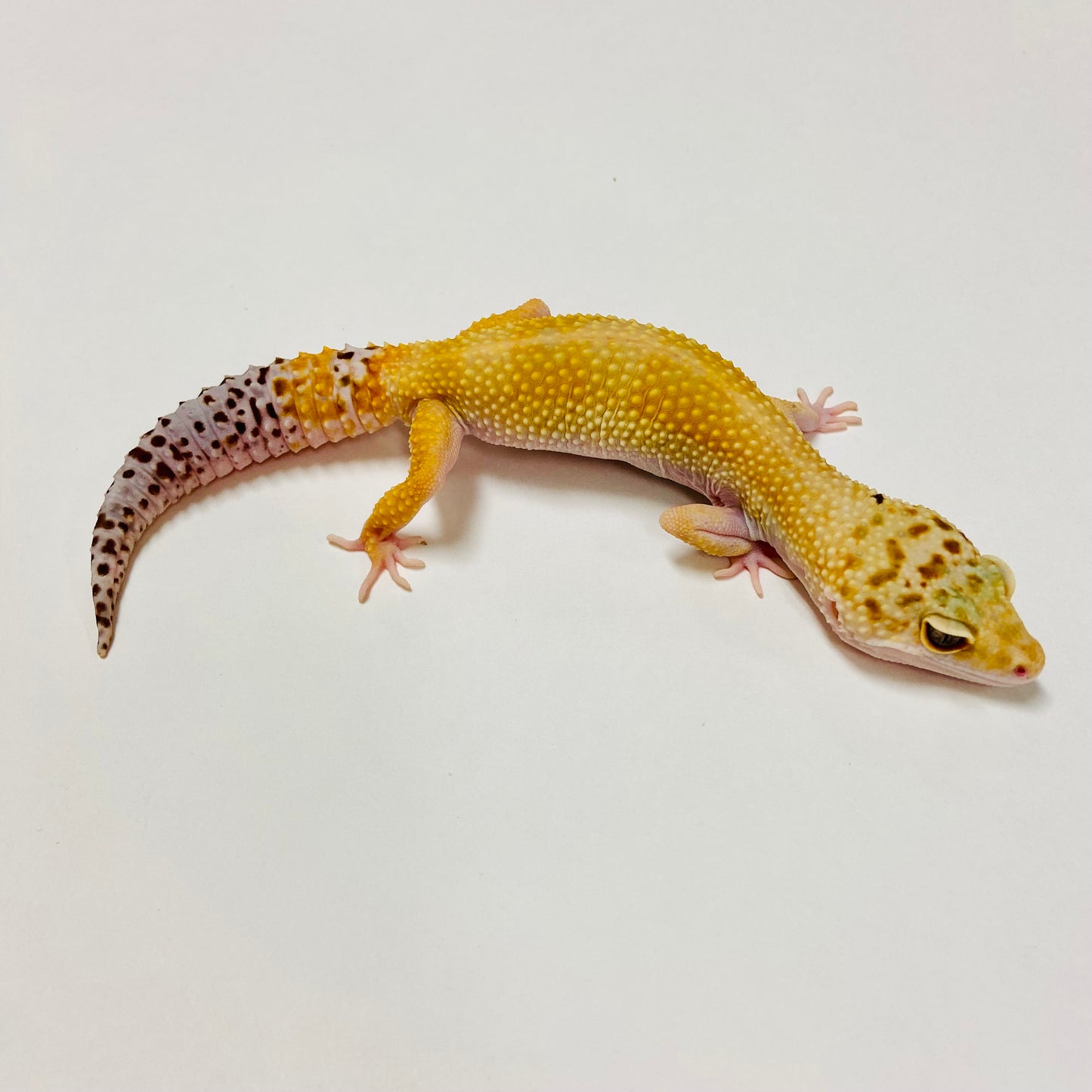 Hypo Tangerine W/Y Leopard Gecko Female E-P9-70918-1