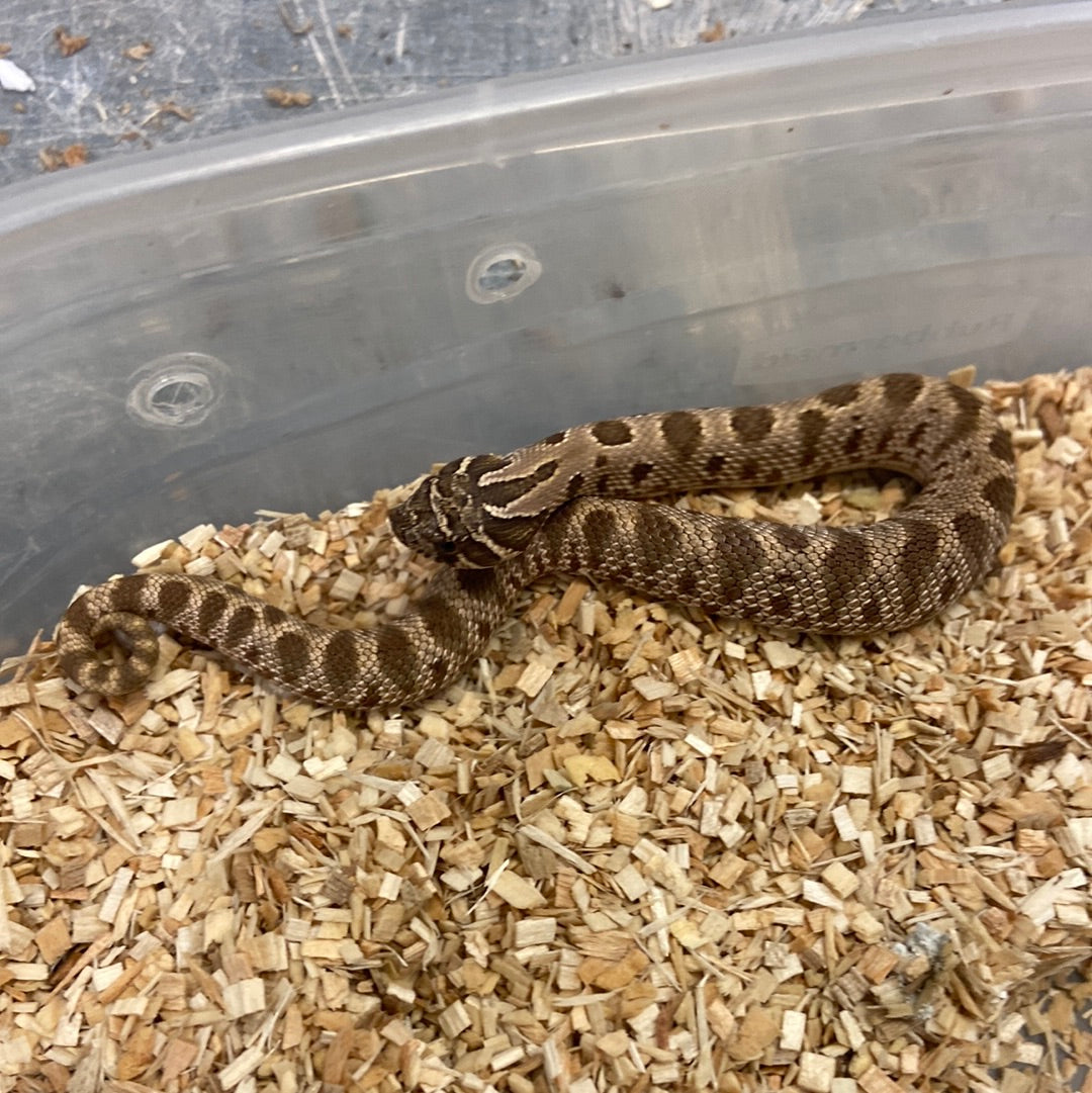 Anaconda Het Albino Pos Het Snow Western Hognose #2023M04