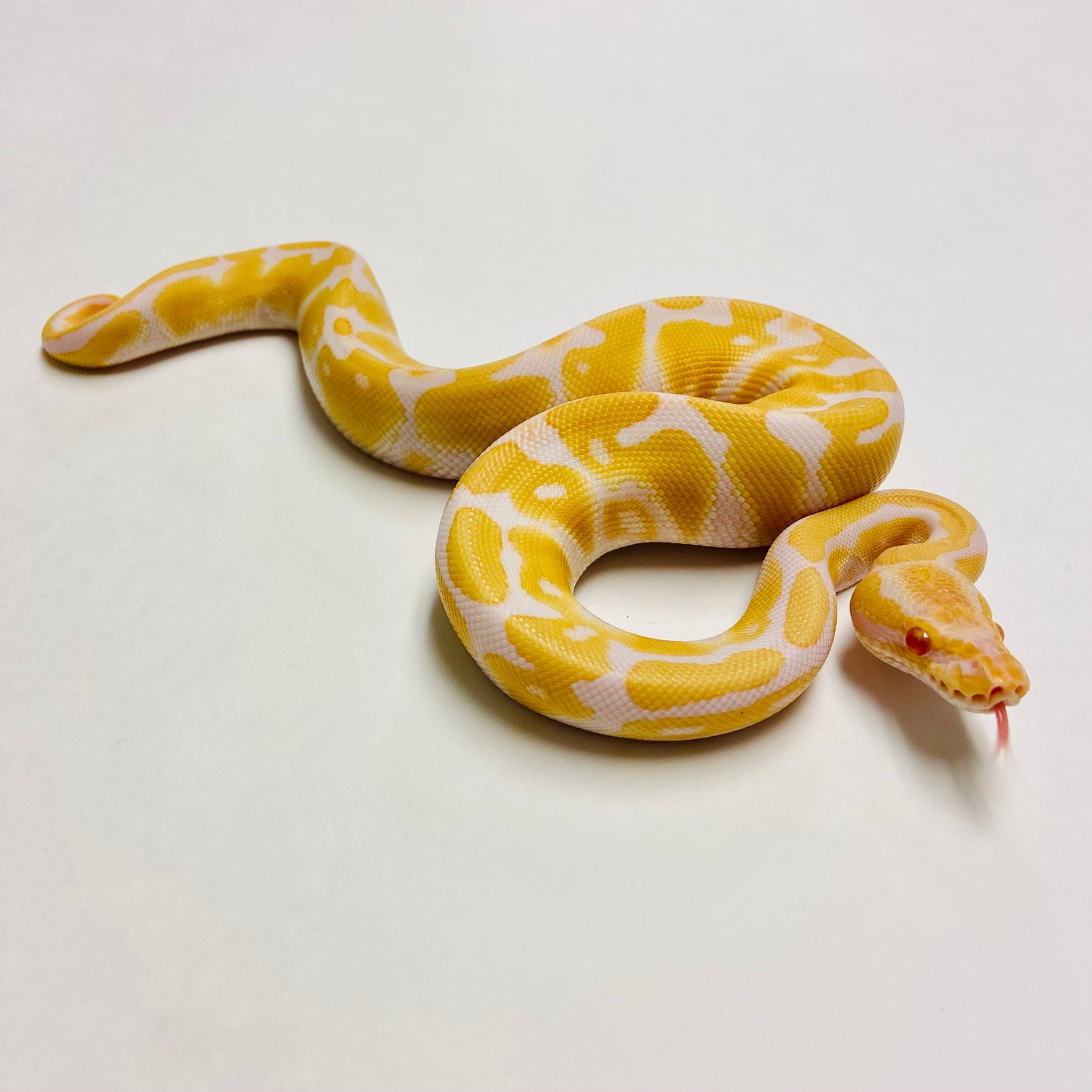 Albino Het Clown Ball Python- Male #2023M02