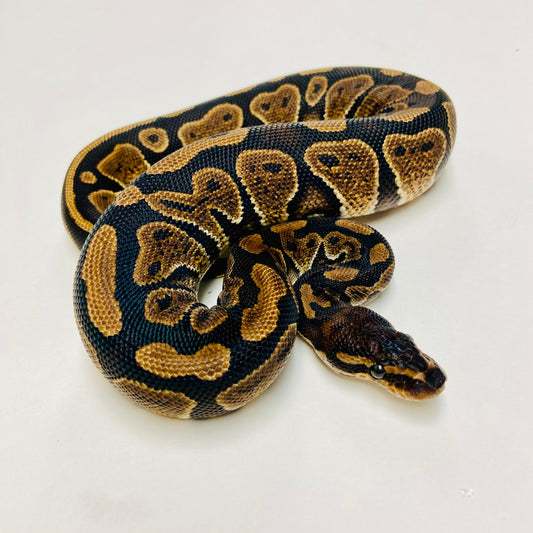 Mahogany Ball Python- Female #2023F01