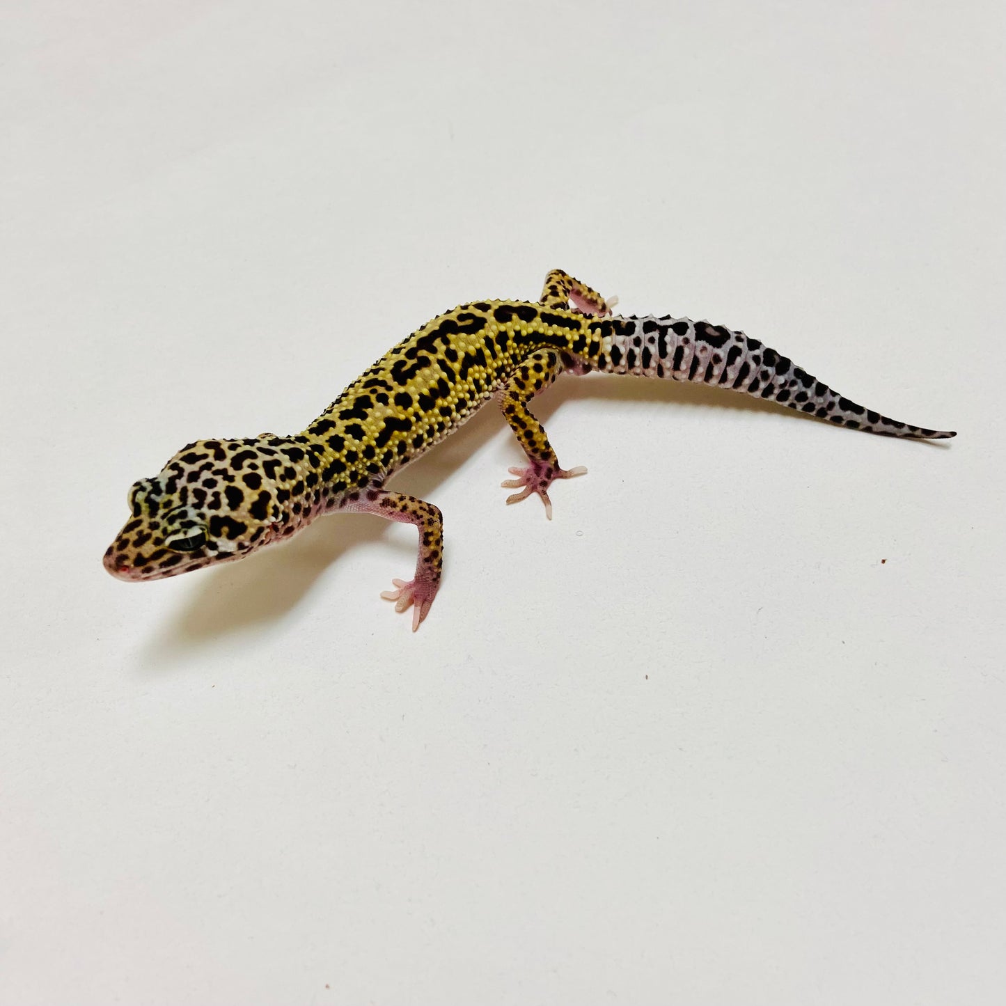 Dark Mack Snow Reverse Stripe Leopard Gecko Male D-B2-81524-1