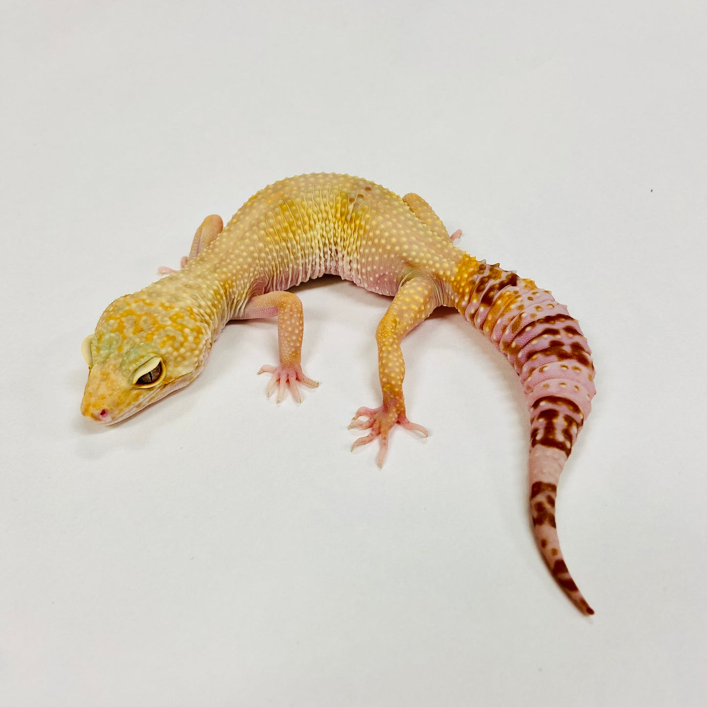 Hypo Mack Snow Tremper Albino Leopard Gecko Female E-E5-81518-1