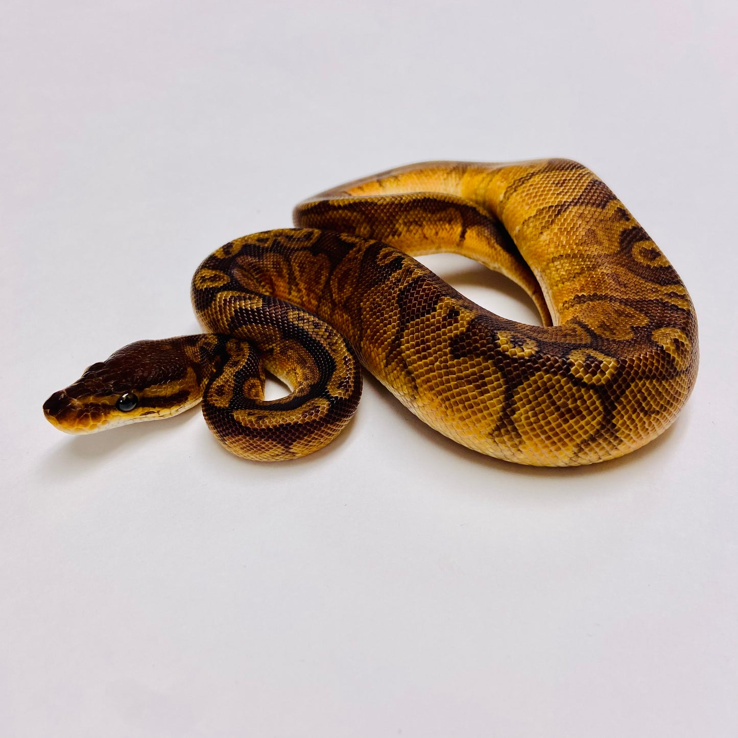 Sunset Ball Python - Male #2023M01