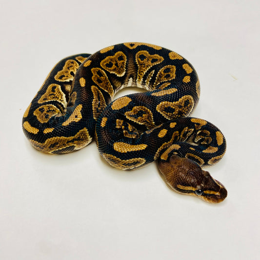 Mahogany Ball Python- Male #2023M03