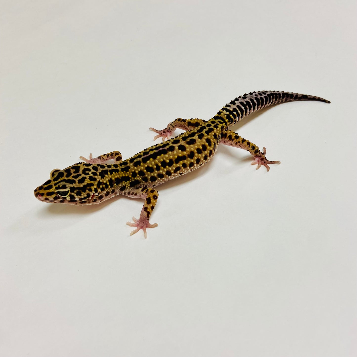 Dark Mack Snow Reverse Stripe Leopard Gecko Male C-C3-61423-1