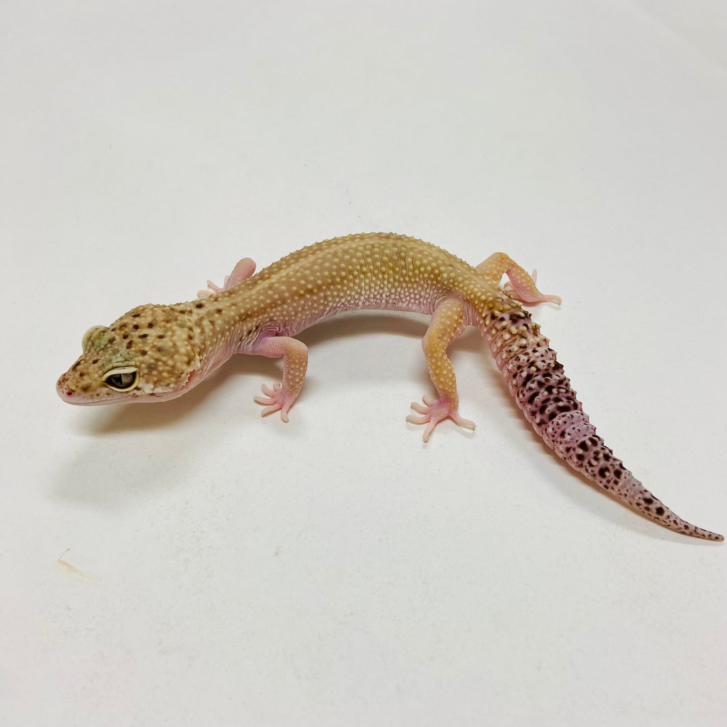 Super Hypo Mack Snow Eclipse W/Y Leopard Gecko Female G-G10-62020-1