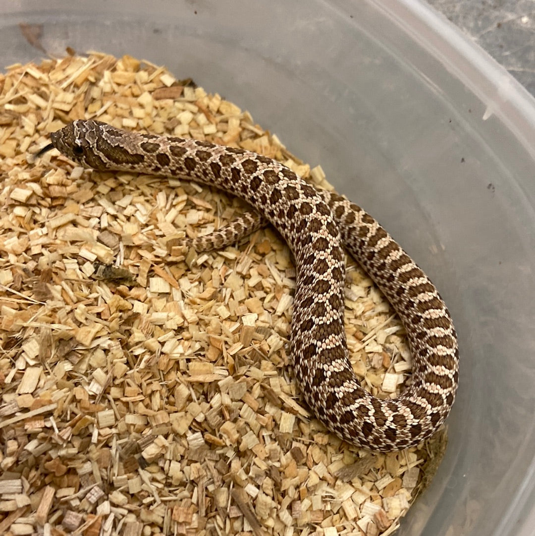 Het Pastel Pink Albino Western Hognose 2023 Male M04