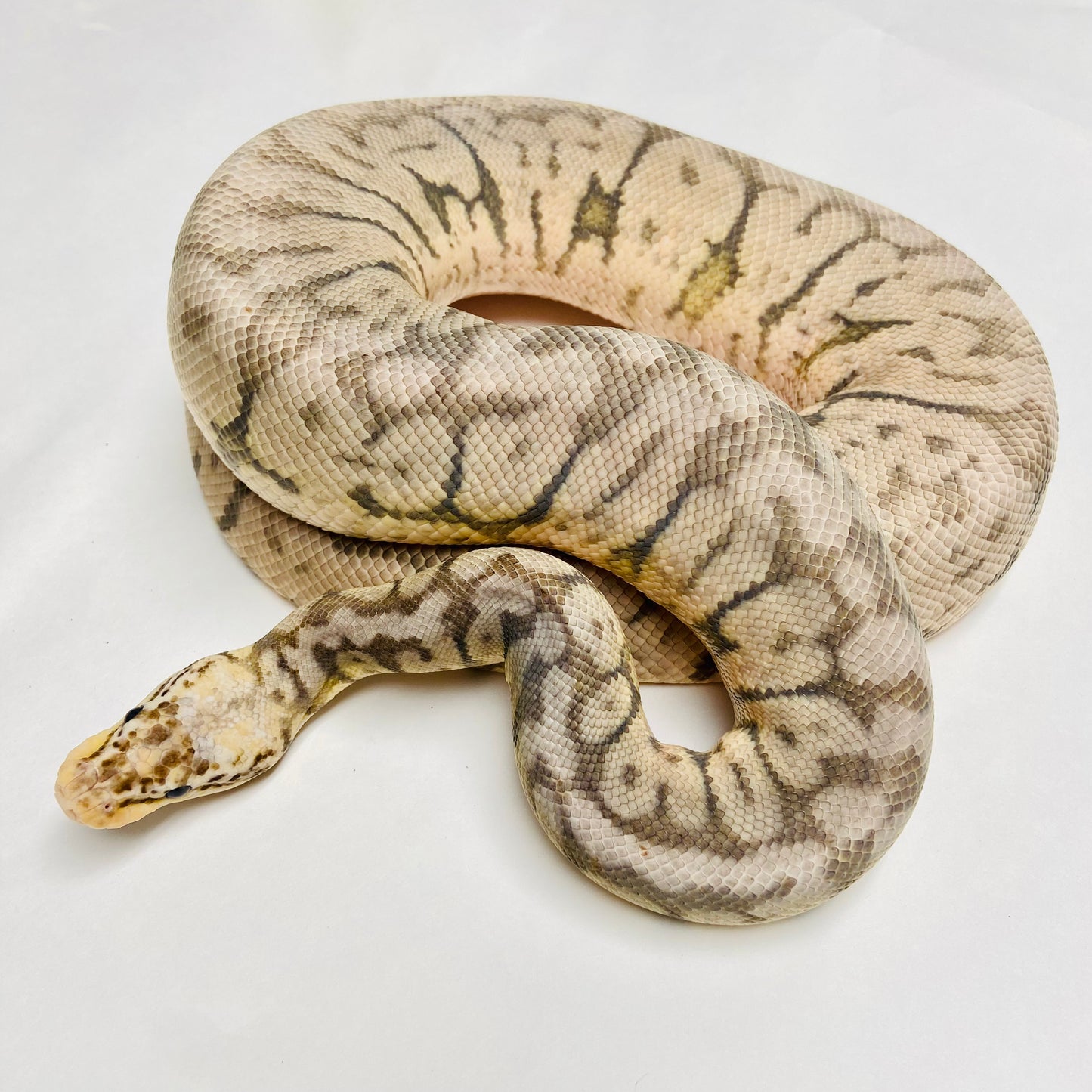 Adult Silver Streak Bamboo Woma Ball Python- Male