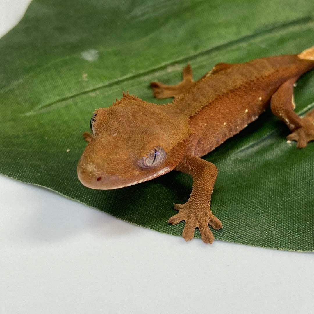Red Phantom w/ Tiny Portholes Crested Gecko #FD02