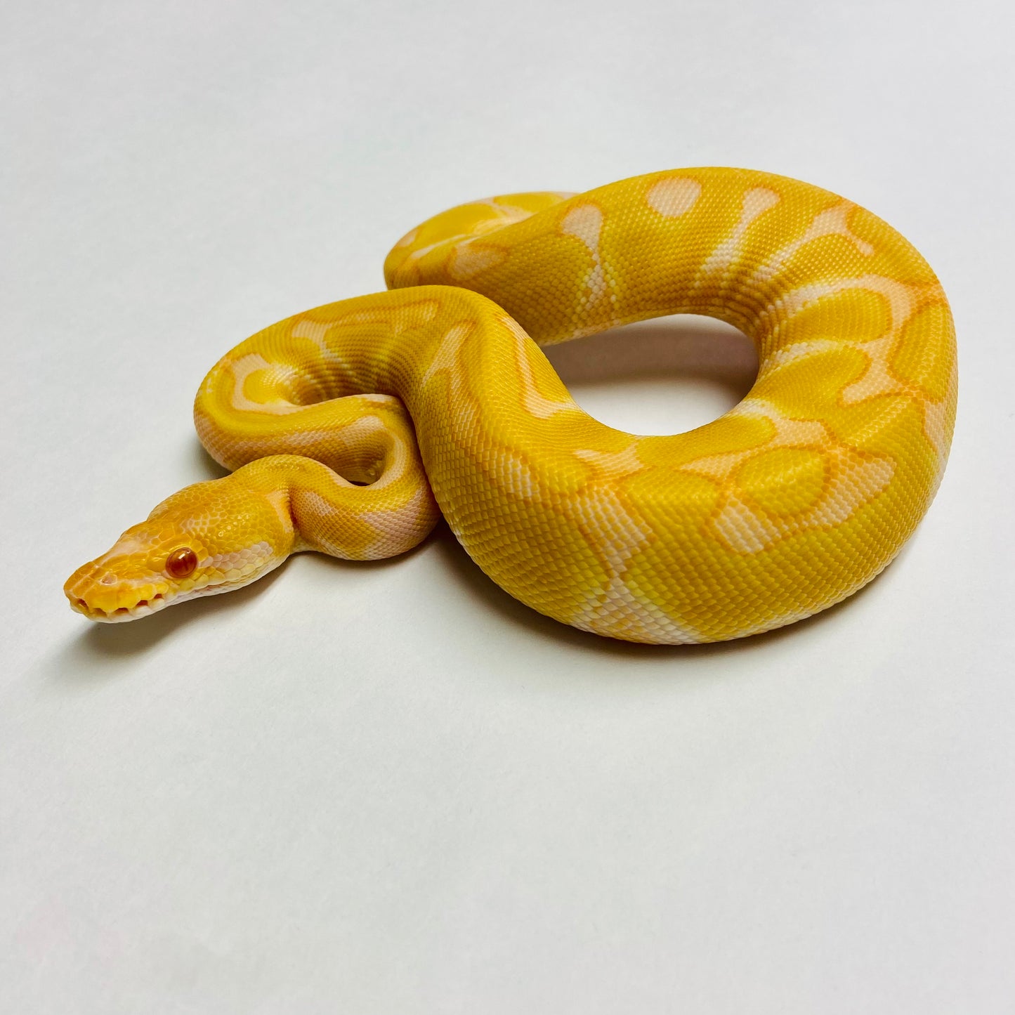 Albino Enchi Het Clown Ball Python- Male #2023M02