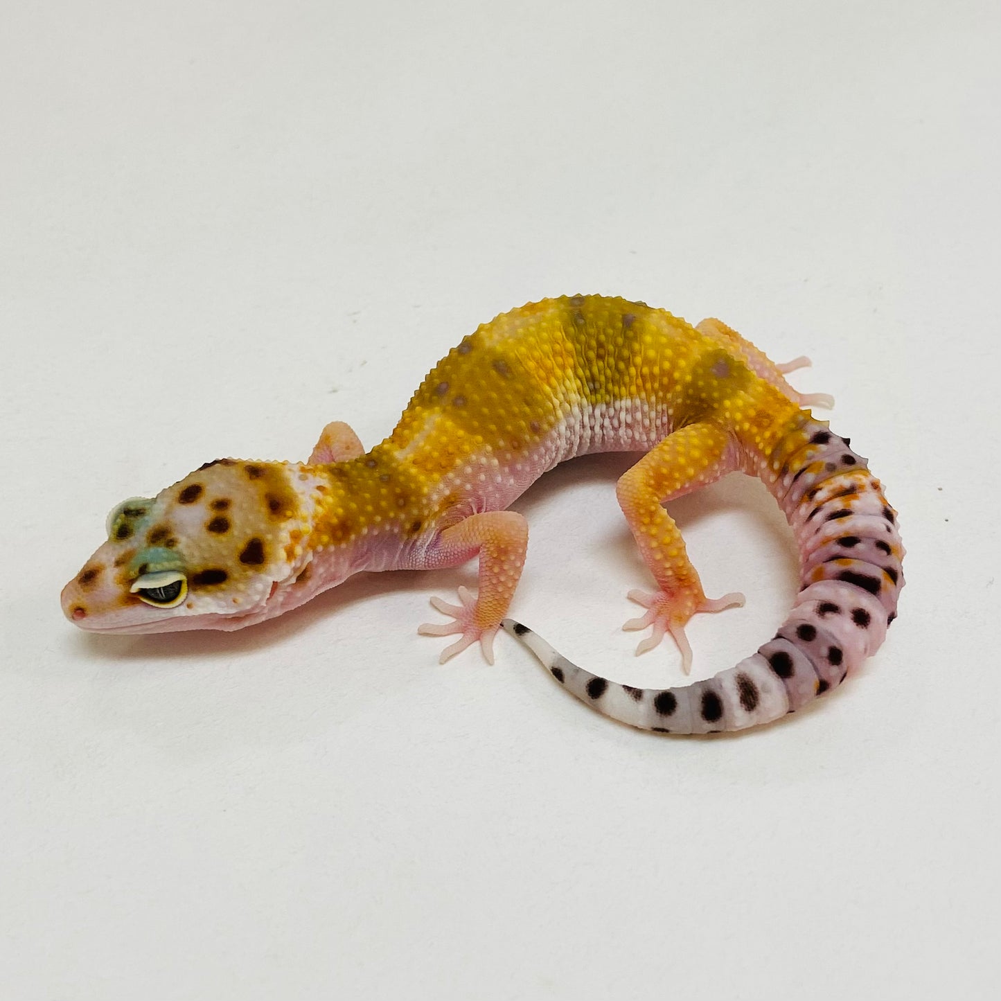 Citrine Het Tremper Leopard Gecko- Pos Female #D-C9-60723-1