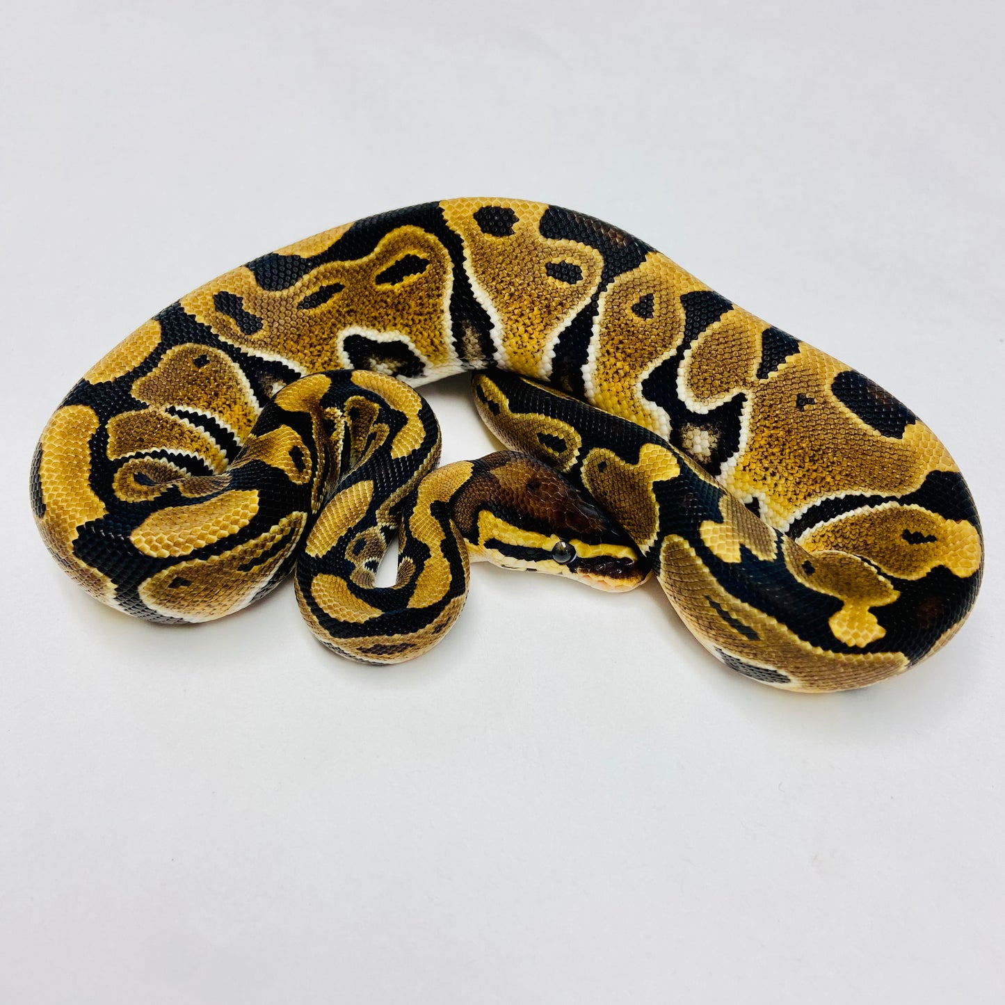 Dbl Het Albino Clown Ball Python- Female #2023F01