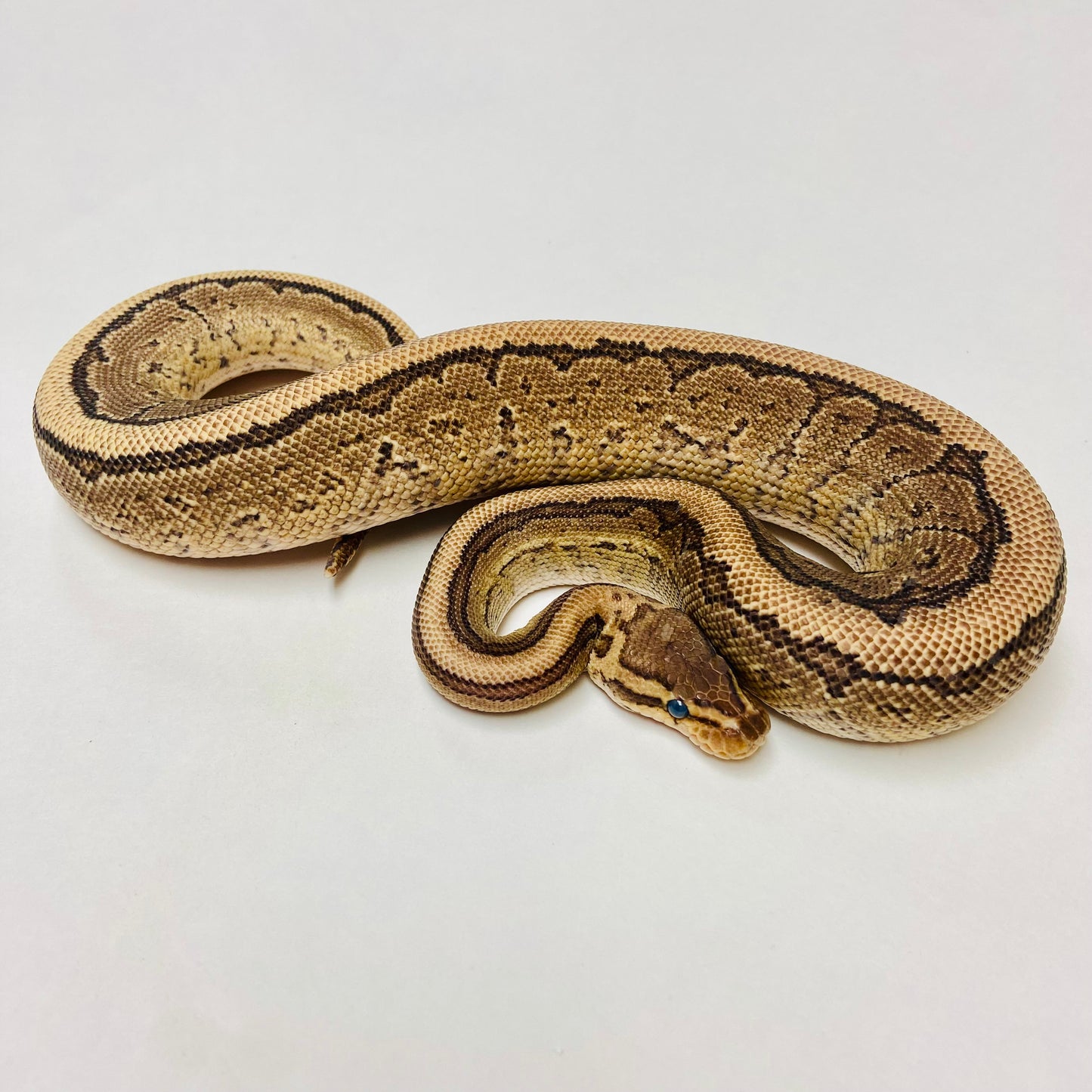 Pinstripe Yellowbelly Ball Python- Male #2023M04