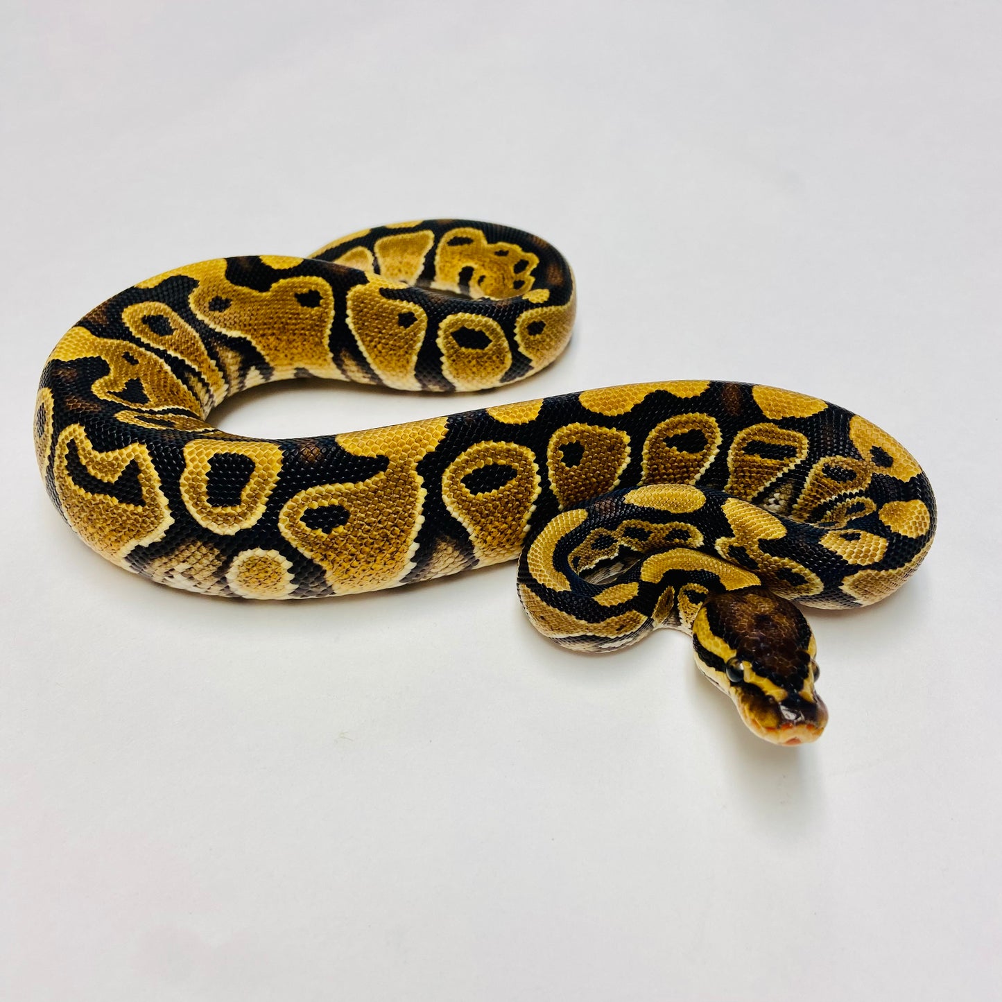Yellowbelly Dbl Het Albino Clown Ball Python- Female #2023F01