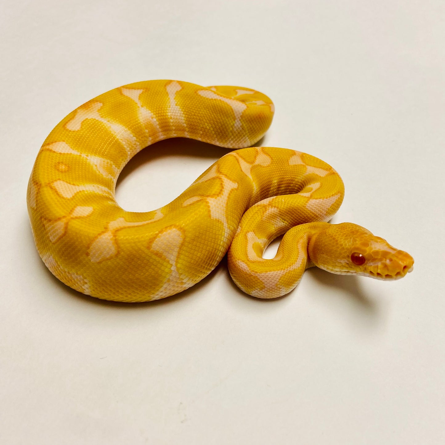 Albino Enchi Het Clown Ball Python- Male #2023M01