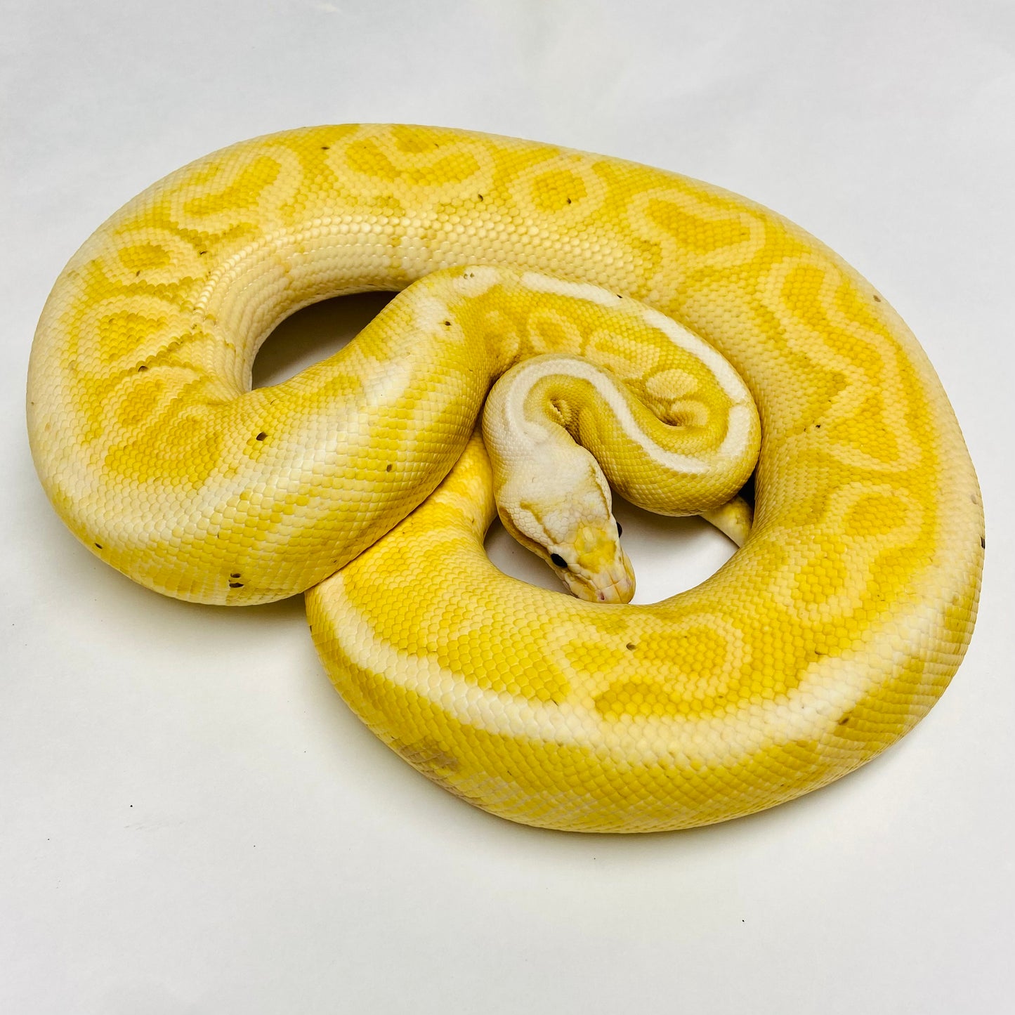 Adult Banana Enchi Lesser Pastel Bongo Het Clown Ball Python- Male