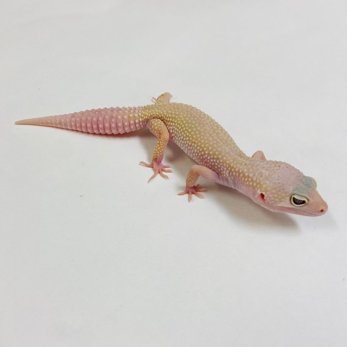 Mack Snow Murphy Patternless W/Y Leopard Gecko Female- #D-C3-61622-1