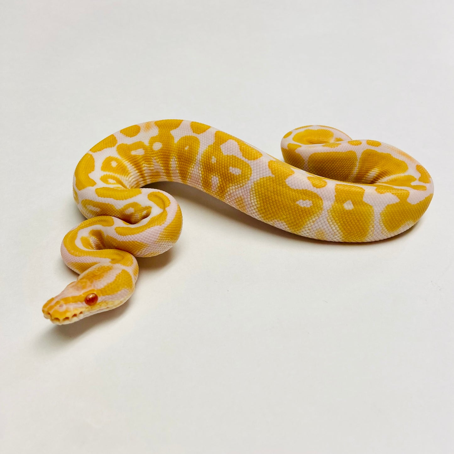 Albino Het Clown Ball Python- Female #2023F02