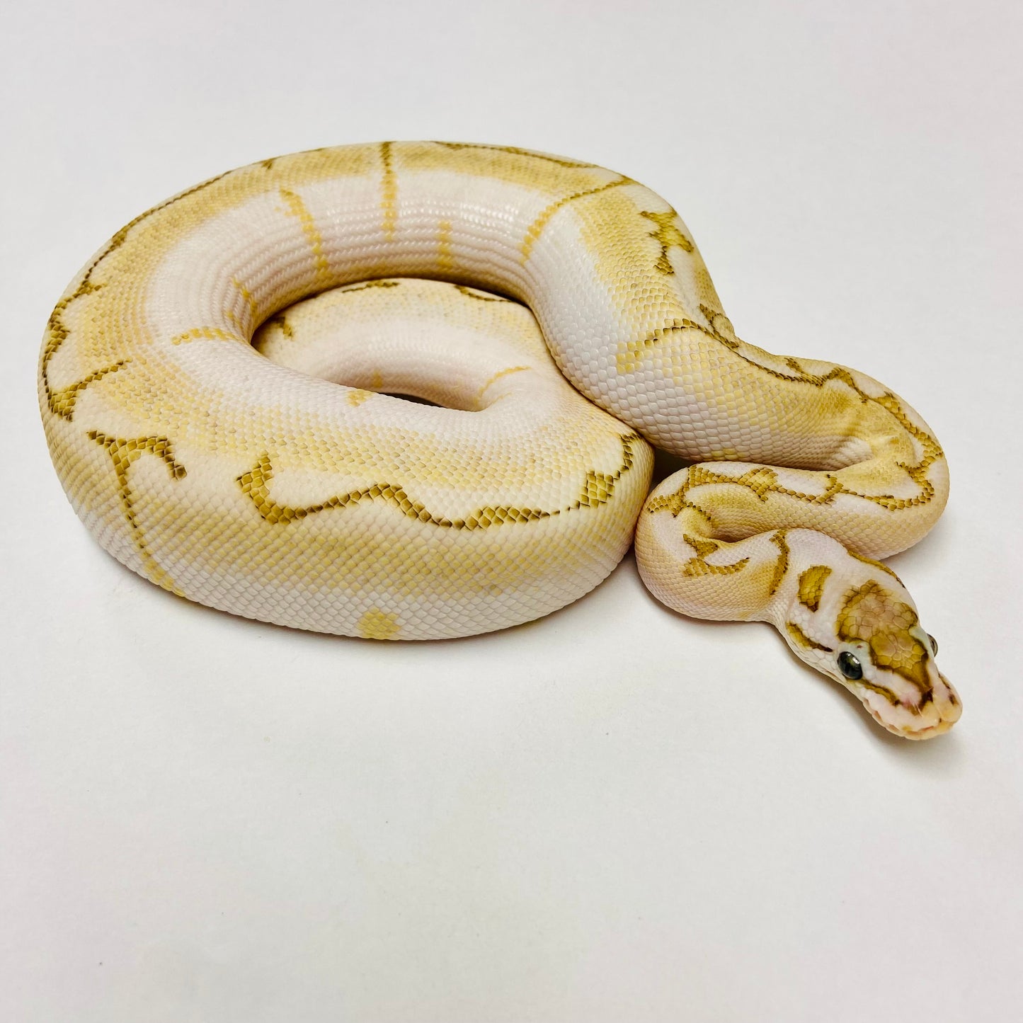 Super Pastel Bamboo Spider Ball Python- Male #2023M02