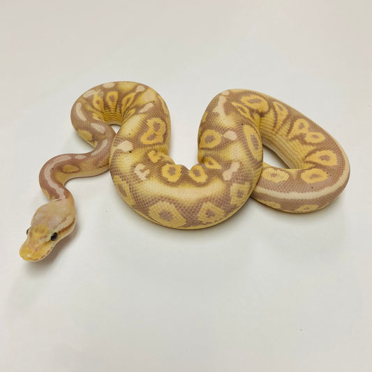 Banana Cinnamon Super Chocolate Ball Python- Female #2023F01