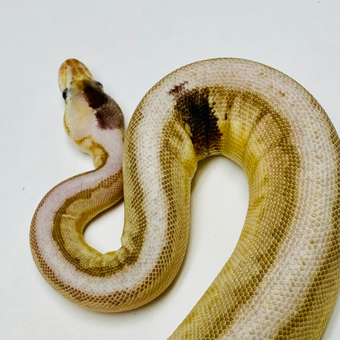Paradox Pinstripe Lesser Bongo Ball Python- Male #2023M01