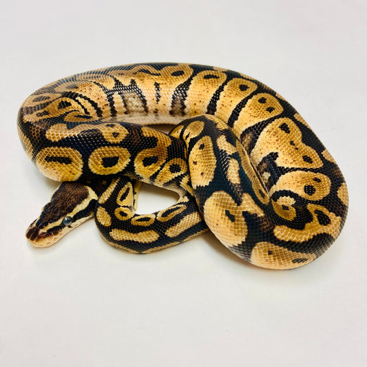 Pastel Ball Python- Male #2023M01