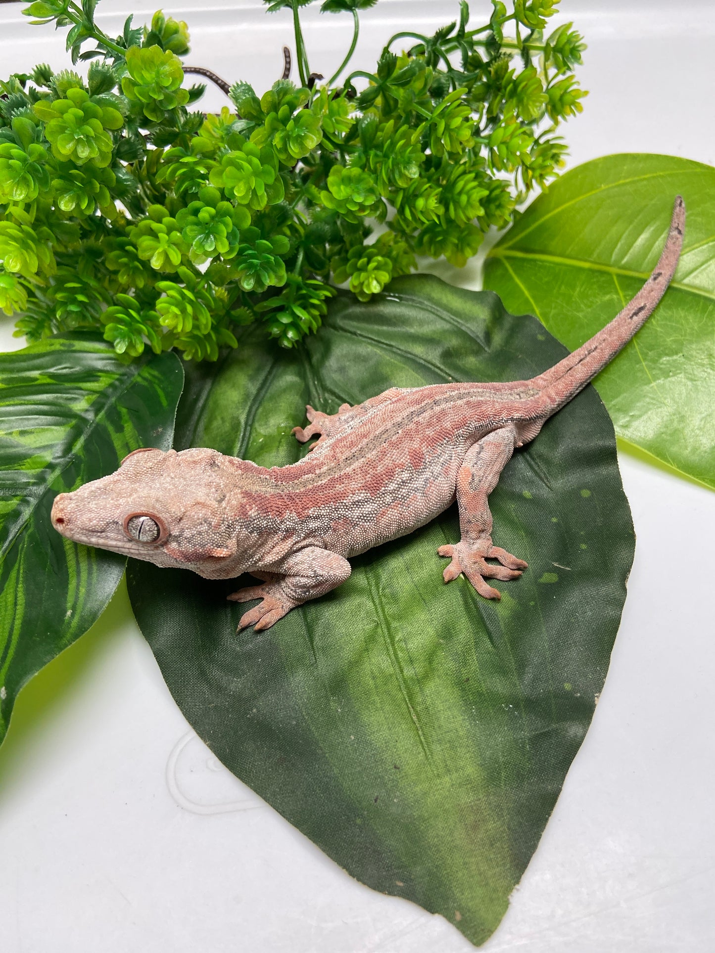 Red Stripe Gargoyle Gecko 2022 Male RB01