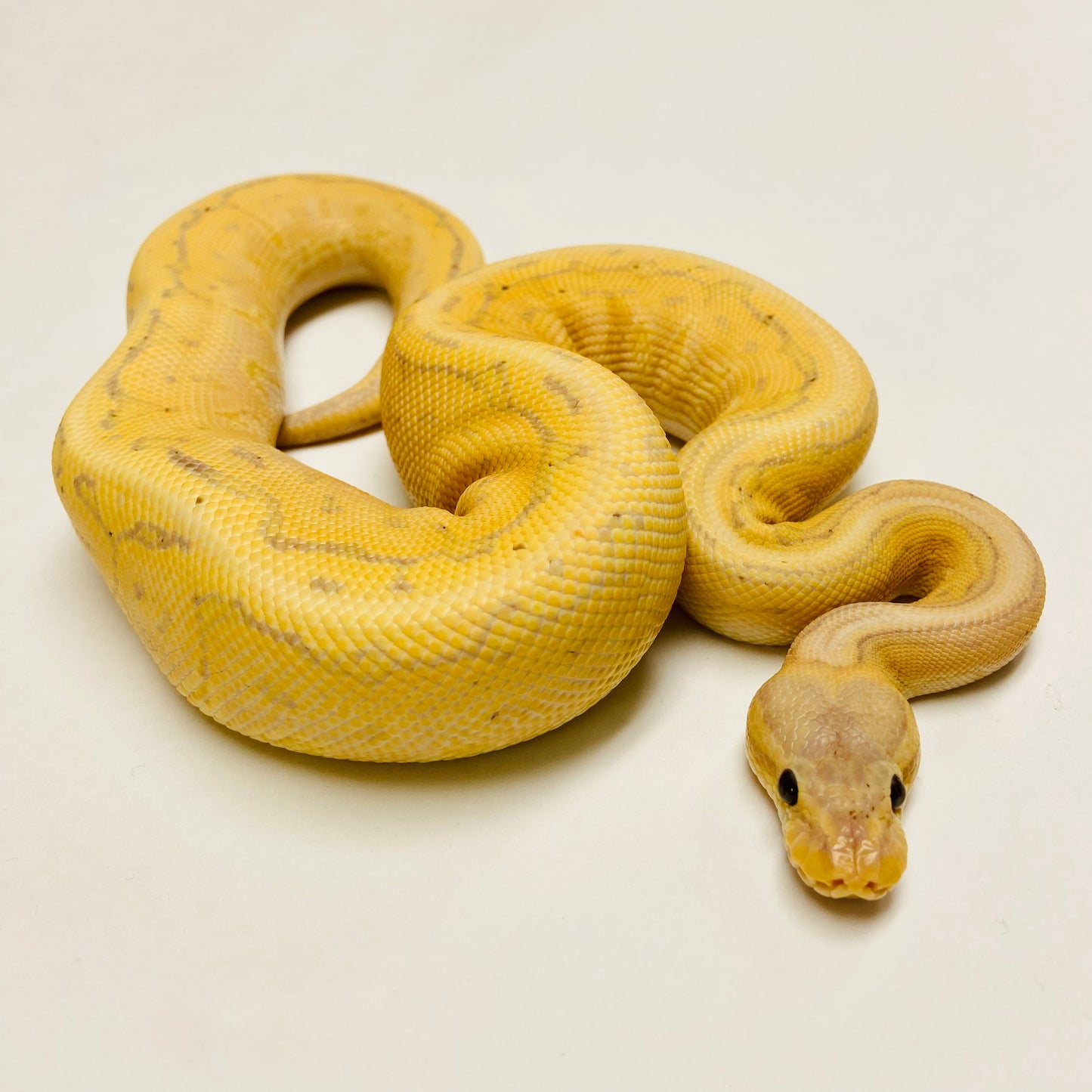 Banana Enchi Cinnamon Pinstripe Ball Python Male #2022M01