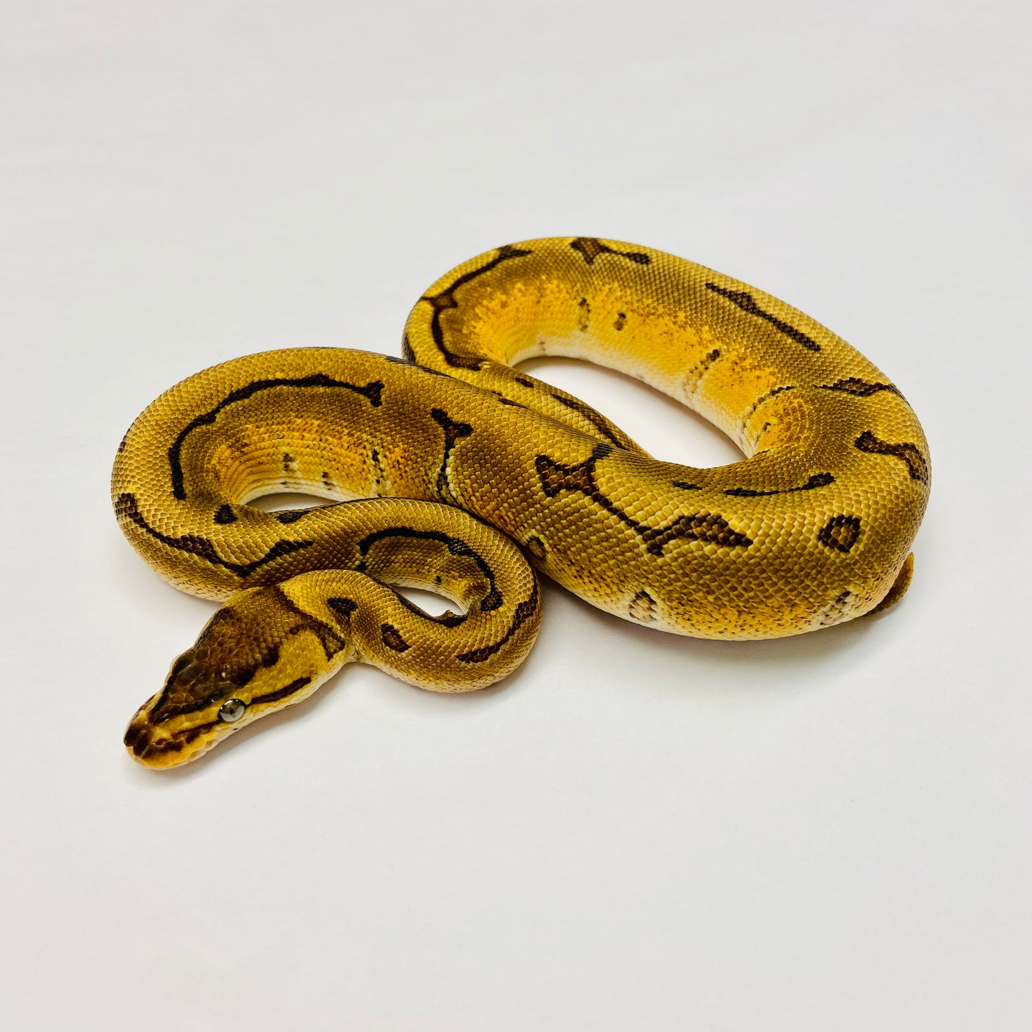 Enchi Pinstripe Ball Python- Male #2023M01