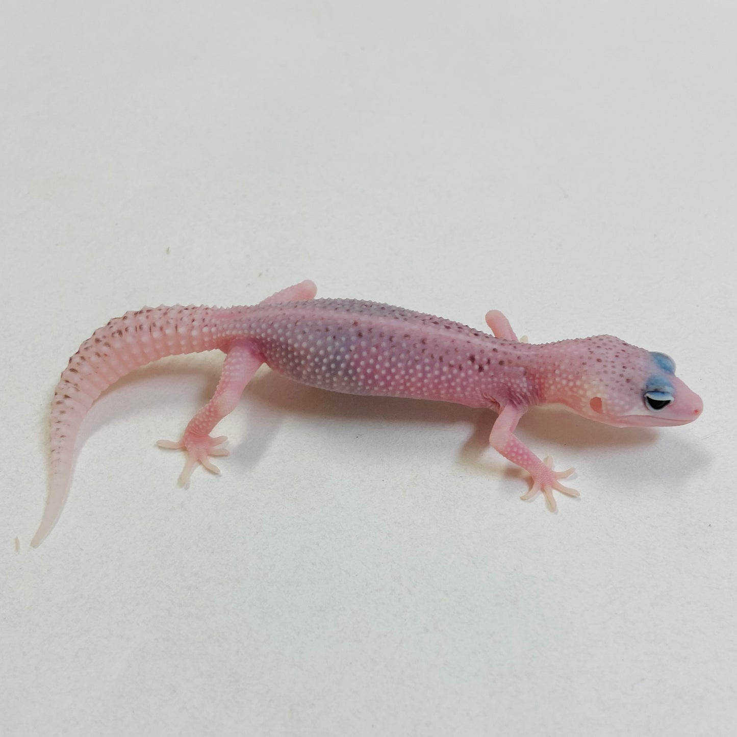 Universe Leopard Gecko Female #C-C7-60323-1