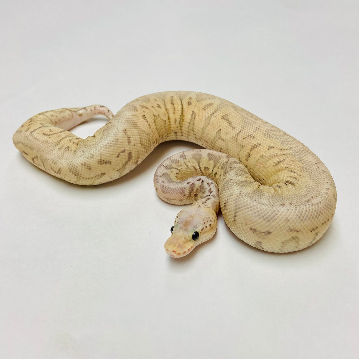 Super Pastel Lesser Cypress Ball Python- Female #2023F01