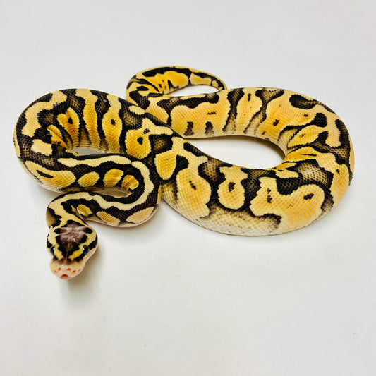 Super Pastel Ball Python- Male #2023M01