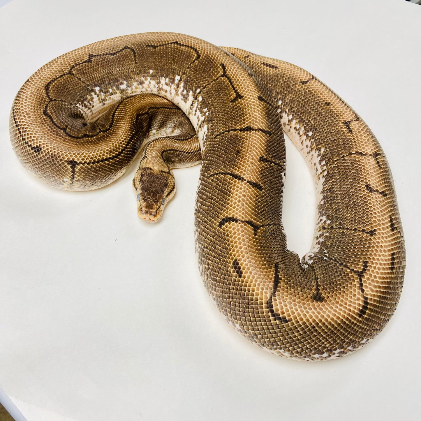 Adult Spinner Ball Python- Female