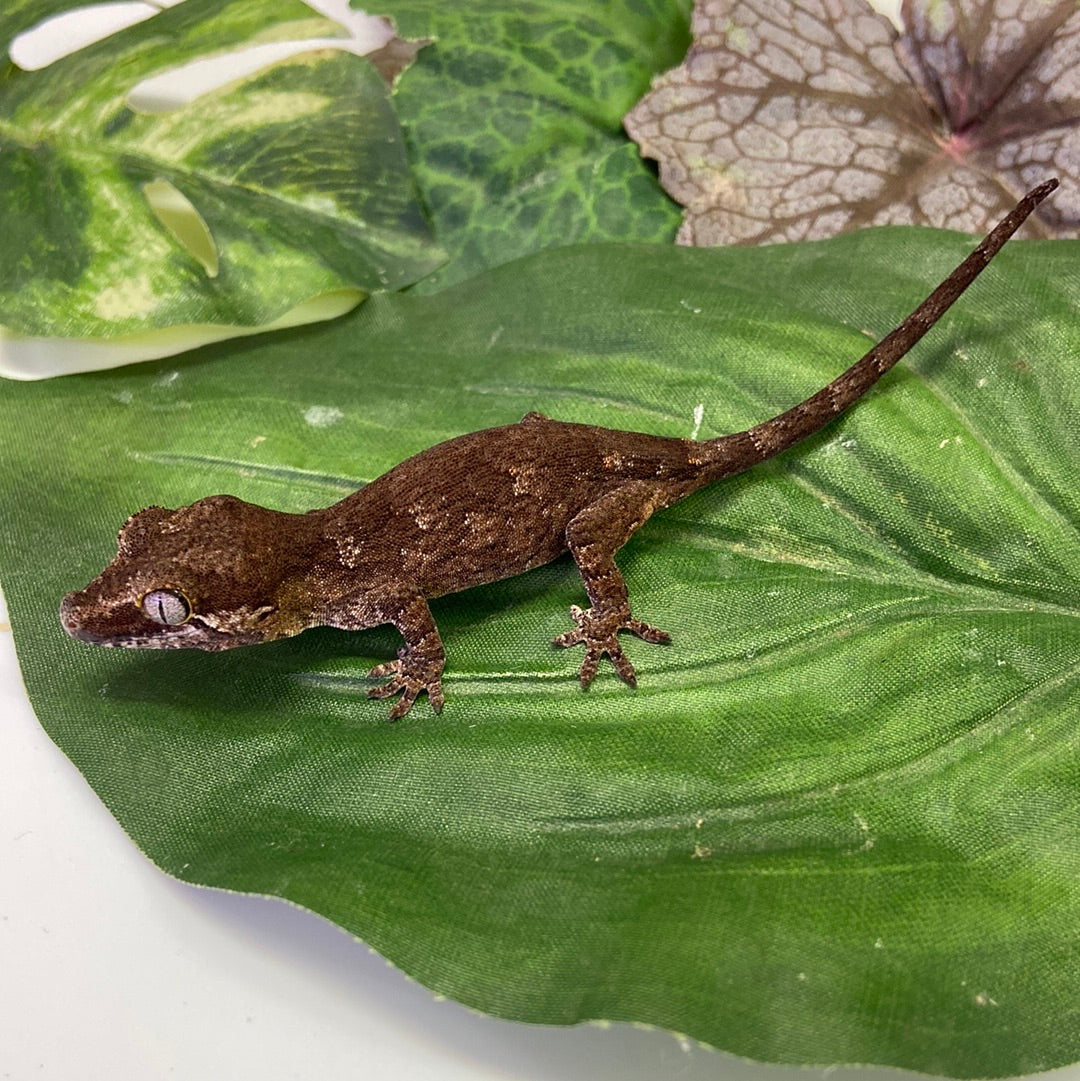 Pos Phantom Eye Dark Base Reticulated Gargoyle Gecko Pos Male #HBS233