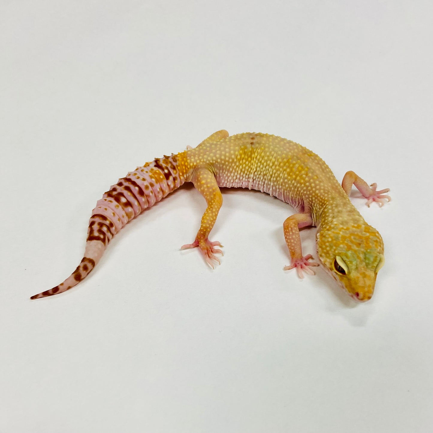 Hypo Mack Snow Tremper Albino Leopard Gecko Female E-E5-81518-1
