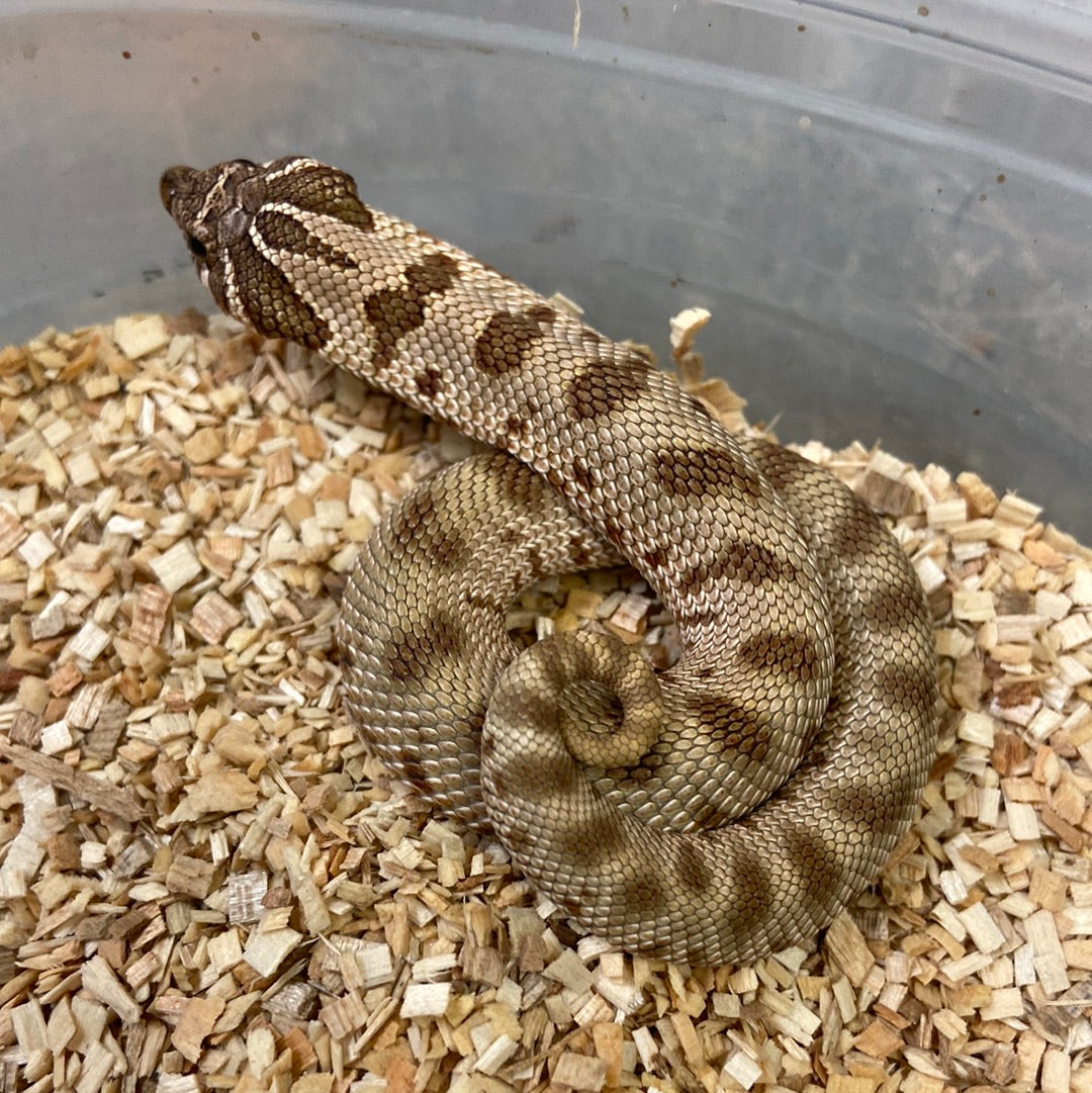 Anaconda Het Albino Pos Het Snow Western Hognose #2023F02