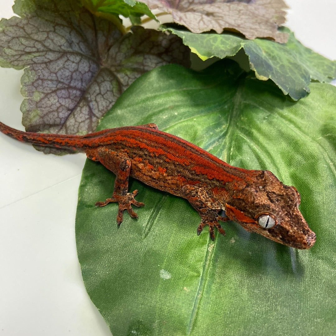 Red/Orange Super Stripe Gargoyle Gecko- Male #LS201